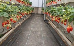 草莓立体栽培技术视频如何高效利用空间？