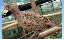 山鸡养殖技术02，如何提升养殖效率？