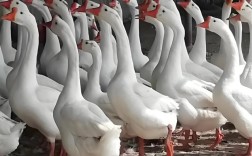 什么鹅种最耐粗饲？