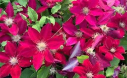 铁线莲大红色品种，哪些最优秀？