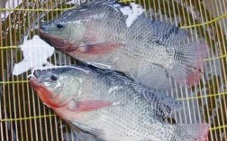 海南罗非鱼每斤价格是多少？