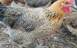 中国农村养殖网常见鸡品种有哪些？