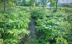 黄精高产种植技术视频有哪些要点？