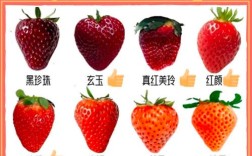 最新草莓品种名字是什么？