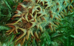 长条形海参是什么品种？