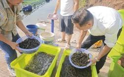 黄鳝泥鳅养殖视频技术要点有哪些？