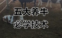 养牛关键技术有哪些？