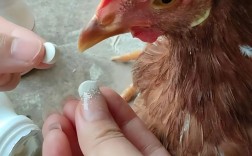 散养土鸡如何防病？技术视频教你做。