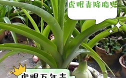 万年青老品种图片有何功效？