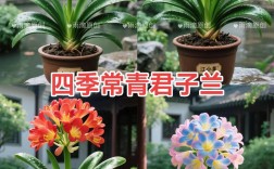 君子兰开花品种大全