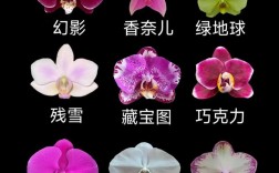 蝴蝶兰哪个品种开花最多？