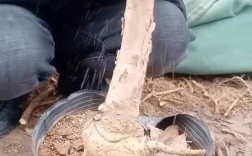 桂花嫁接步骤技术图解，关键步骤有哪些？