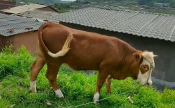 新手养牛，什么品种最合适？