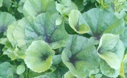 适合冬天种植的蔬菜品种