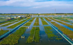 大棚淡水螃蟹养殖技术要点有哪些？