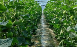 香瓜露地搭架种植技术要点有哪些？