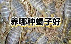 新手养蝎，哪种品种好上手？