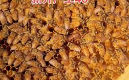 广西适合养殖哪些中蜂品种？