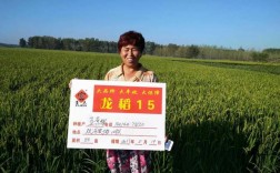 富尔水稻高产品种大全