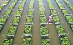 黄鳝网箱养殖技术视频要点有哪些？