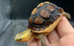 2025年野生黄缘价格会涨还是跌？