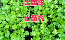 云南露地香菜怎么种才高产？