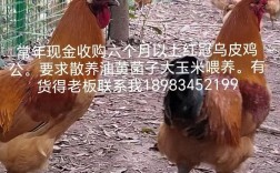 大量收购散养土鸡价格