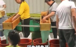 欧洲鳗鱼苗2025价格