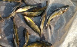 新品种杂交黄颡鱼有何优势？