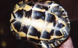 安南龟多少钱一斤？