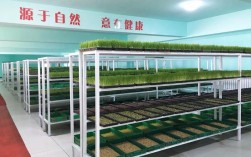 芽苗菜种植技术要点有哪些？