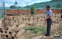 野鸡养殖技术要点有哪些？