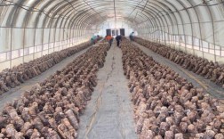 哪里能学香菇种植技术？