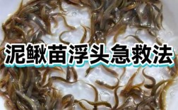 泥鳅苗价格一条多少钱？