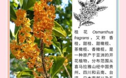 桂花树品种多，常见品种有哪些？