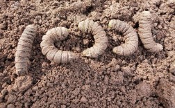 豆虫卵怎么养？豆青虫卵养殖技术要点？