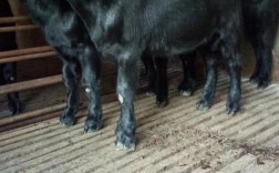 常德伟艳黑山羊是哪个品种？