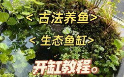 养观赏鱼技术视频，新手怎么学？