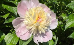 芍药品种哪家强？好品种怎么挑？