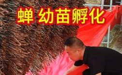 河南金蝉养殖技术培训，新手能学会吗？