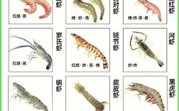 新手养热带虾，哪些品种更易存活？