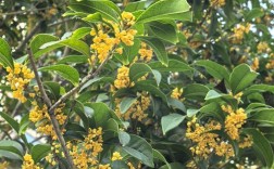 桂花树哪个品种开花最晚？