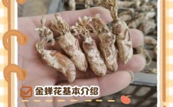 金蝉花养殖效益高吗？技术难点有哪些？