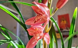 报岁兰具体是哪种兰花品种？