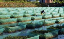 农村大棚黄鳝养殖技术难点有哪些？