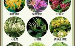 金银花品种怎么辨正宗？