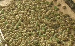 CCTV2青蛙养殖技术核心要点是什么？