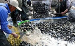 田螺泥鳅套养如何管理？