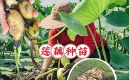 河北浅水莲藕种植技术有哪些要点？