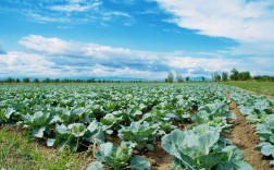夏季甘蓝怎么种？视频技术要点有哪些？